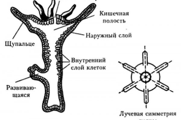 Сайт мега даркнет megadarknetonion com